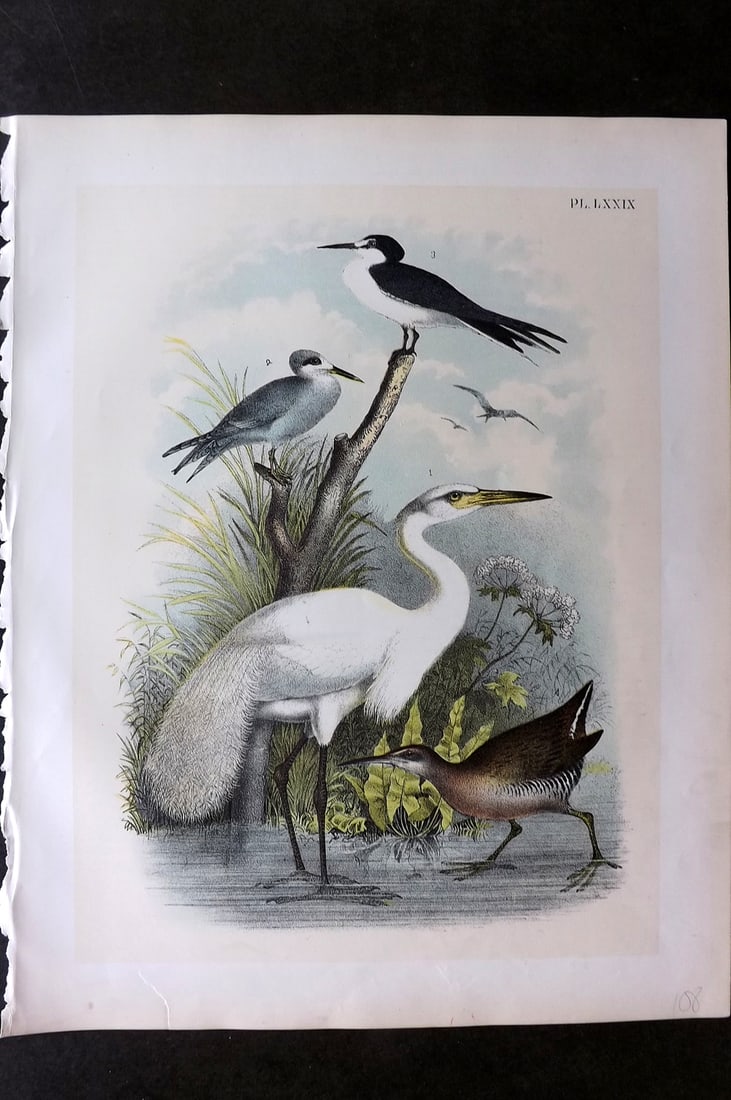 Studer, Jacob 1878 Folio USA Bird Print. White Heron, Trudeau's & Sooty Tern, King Rail 79 (1 of 1)