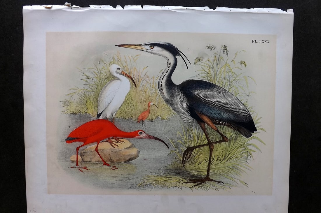 Studer, Jacob 1878 Folio USA Bird Print. Great Blue Heron, White & Scarlet Ibis 80 (1 of 1)