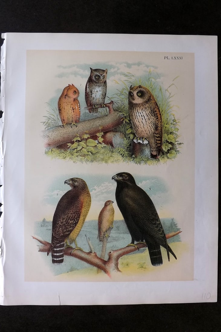 Studer, Jacob 1878 USA Bird Print. Owls - Short Eared, Mottled Screech, Red Shouldered Hawk Rough: Folio Lithographs Published 1878-81, New York for "The Birds of North America" by Jacob H. Studer, illustrated by Theodore Jasper. Paper Size: 14.5 x 11.5 inch (37 x 29cm) Good Condition