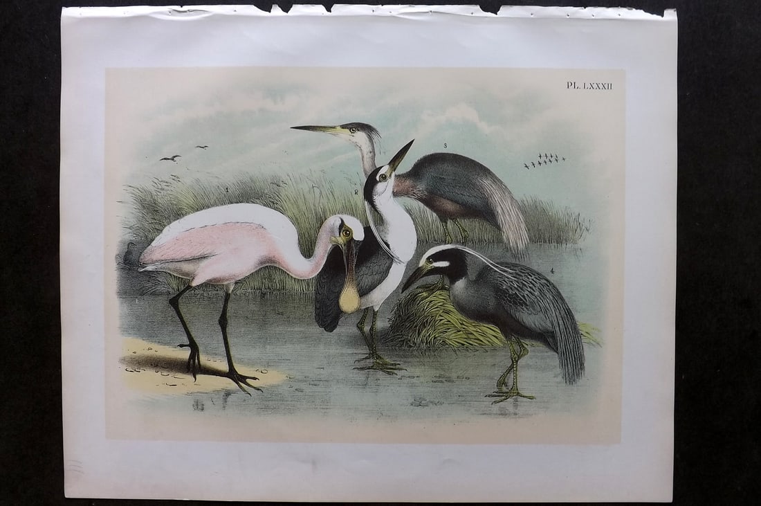 Studer, Jacob 1878 Folio USA Bird Print. Roseate Spoonbill, Night & Louisiana Heron 82 (1 of 1)
