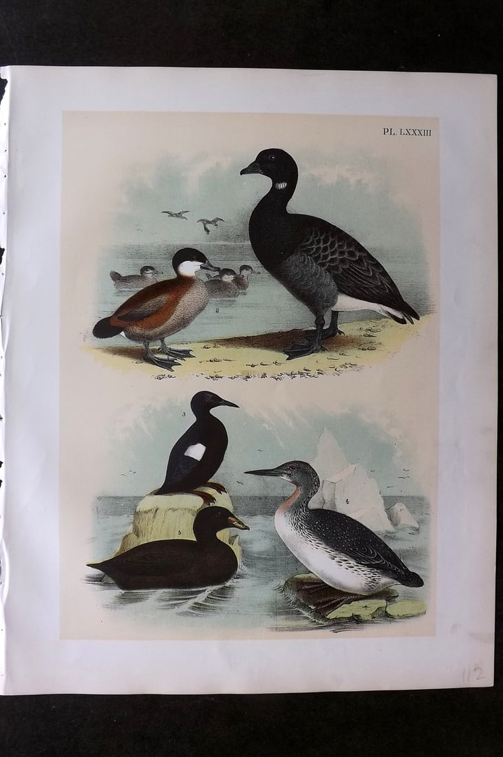 Studer, Jacob 1878 Folio USA Bird Print. Brent Goose, Ruddy Duck, Sea Pigeon, Diver, Scoter 83 (1 of 1)