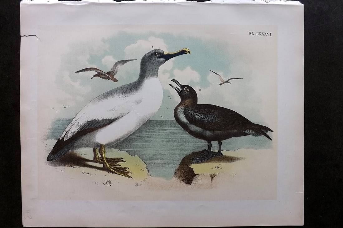 Studer, Jacob 1878 Folio USA Bird Print. Yellow Nosed Albatross, Skua 86: Folio Lithographs Published 1878-81, New York for "The Birds of North America" by Jacob H. Studer, illustrated by Theodore Jasper. Paper Size: 14.5 x 11.5 inch (37 x 29cm) Small margin tear. Good Cond