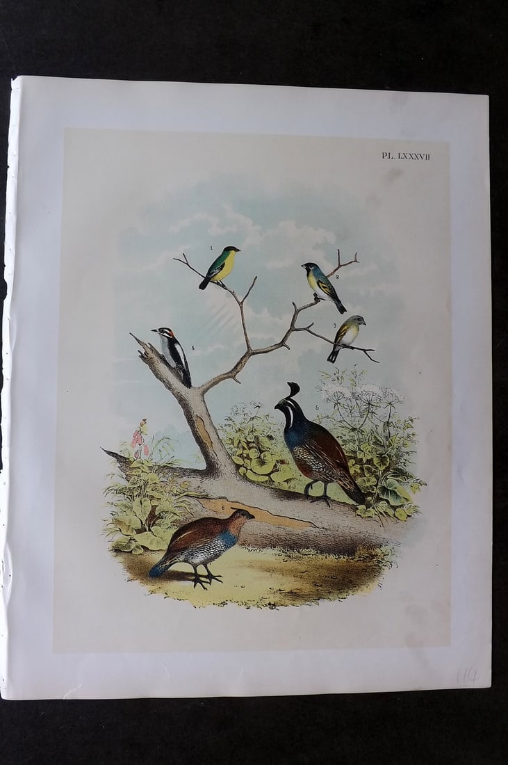 Studer, Jacob 1878 Folio USA Bird Print. Arkansas & Lawrence's Goldfinch, Gairdner's Woodpecker,: Folio Lithographs Published 1878-81, New York for "The Birds of North America" by Jacob H. Studer, illustrated by Theodore Jasper. Paper Size: 14.5 x 11.5 inch (37 x 29cm) Good Condition