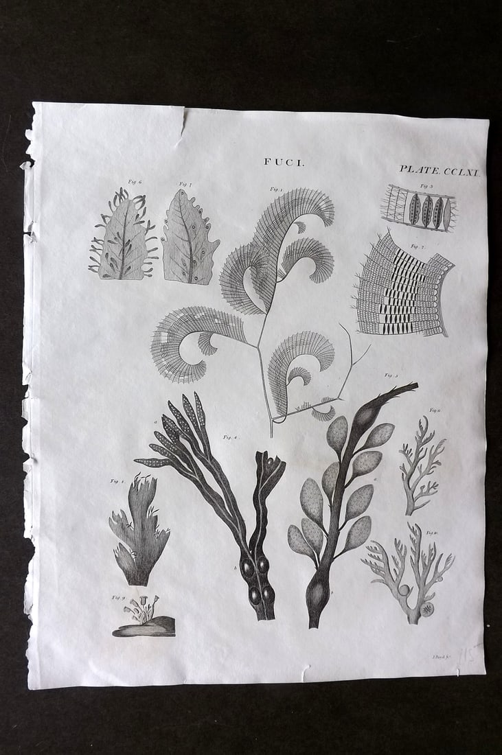 Brewster, David 1824 Botanical Print. Fuci Fucus Seaweed: Copper Plate Published 1808-1830, Philadelphia & Edinburgh for "The Edinburgh Encyclopaedia" Conducted by David Brewster. Paper Size: 10.5 x 8 inch (27 x 21cm) Small top margin tear. Good Condition