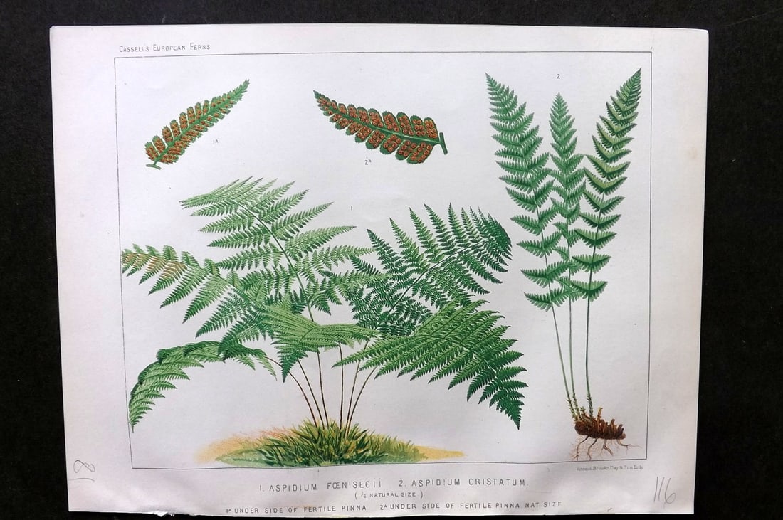 Britten, James 1881 Fern Print. Aspidium Foenisecii & Cristatum (1 of 1)