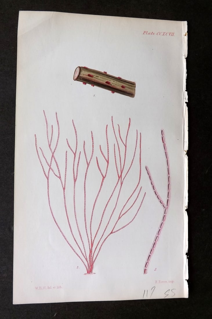 Harvey, William 1846 Hand Col Seaweed Print. Callithamnion Sparsum 297 (1 of 1)