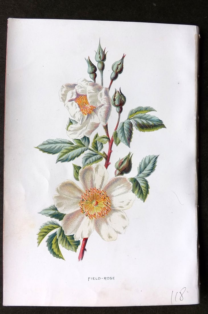 Hulme, F. Edward 1884 First Edition Botanical Print. Field Rose: Chromolithograph Published 1878-84, London for "Familiar Wild Flowers" First Edition by F. Edward Hulme & Shirley Hibberd. Paper Size: 7.5 x 5 inch (19 x 13cm) Good Condition
