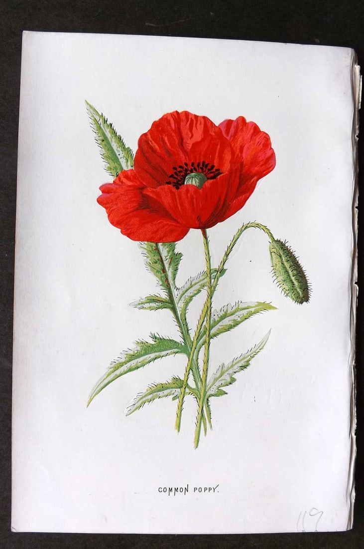 Hulme, F. Edward 1884 First Edition Botanical Print. Common Poppy (1 of 1)