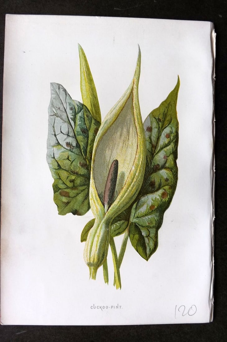 Hulme, F. Edward 1884 First Edition Botanical Print. Cuckoo Pint (1 of 1)
