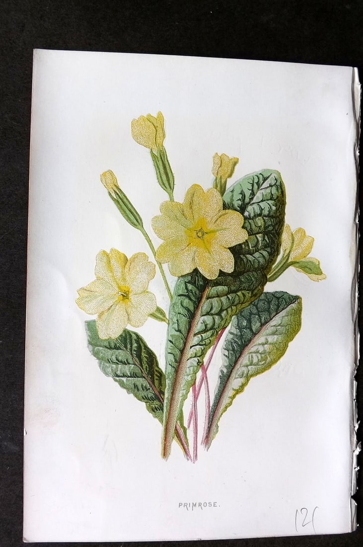 Hulme, F. Edward 1884 First Edition Botanical Print. Primrose (1 of 1)