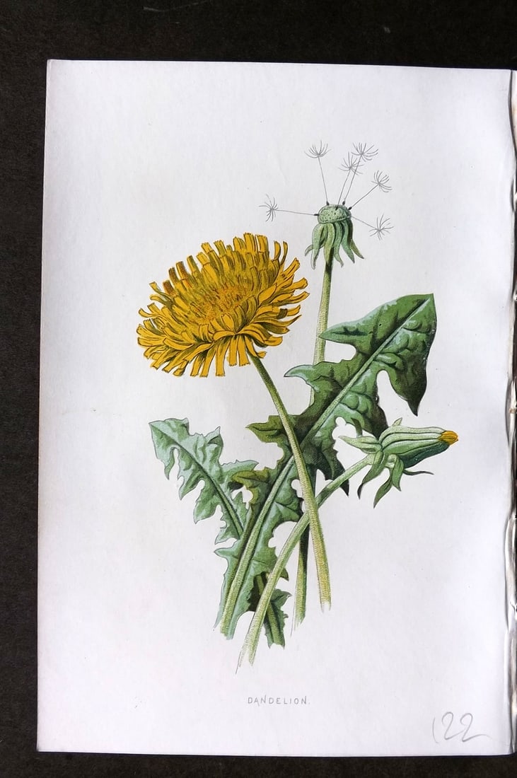 Hulme, F. Edward 1884 First Edition Botanical Print. Dandelion: Chromolithograph Published 1878-84, London for "Familiar Wild Flowers" First Edition by F. Edward Hulme & Shirley Hibberd. Paper Size: 7.5 x 5 inch (19 x 13cm) Good Condition