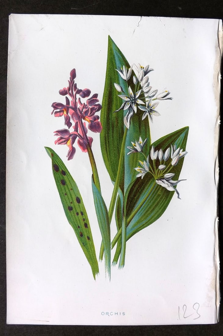 Hulme, F. Edward 1884 First Edition Botanical Print. Orchis Orchid (1 of 1)