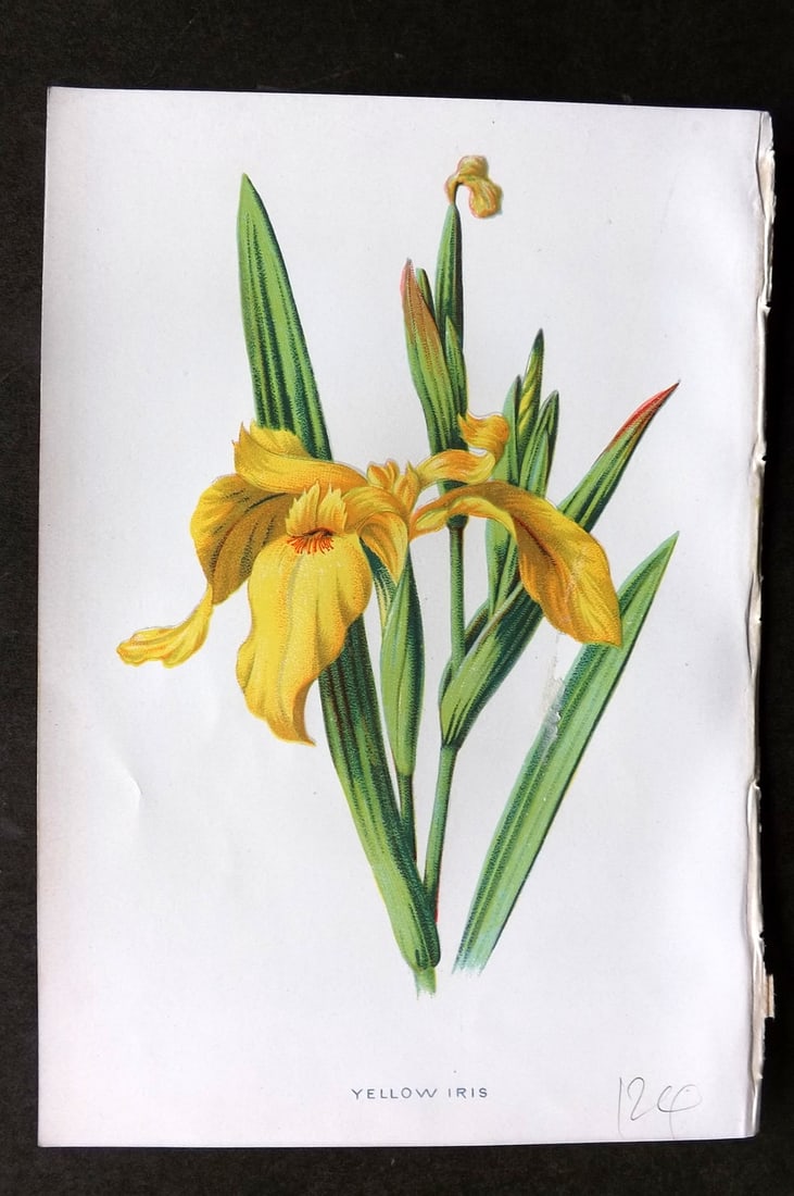 Hulme, F. Edward 1884 First Edition Botanical Print. Yellow Iris (1 of 1)
