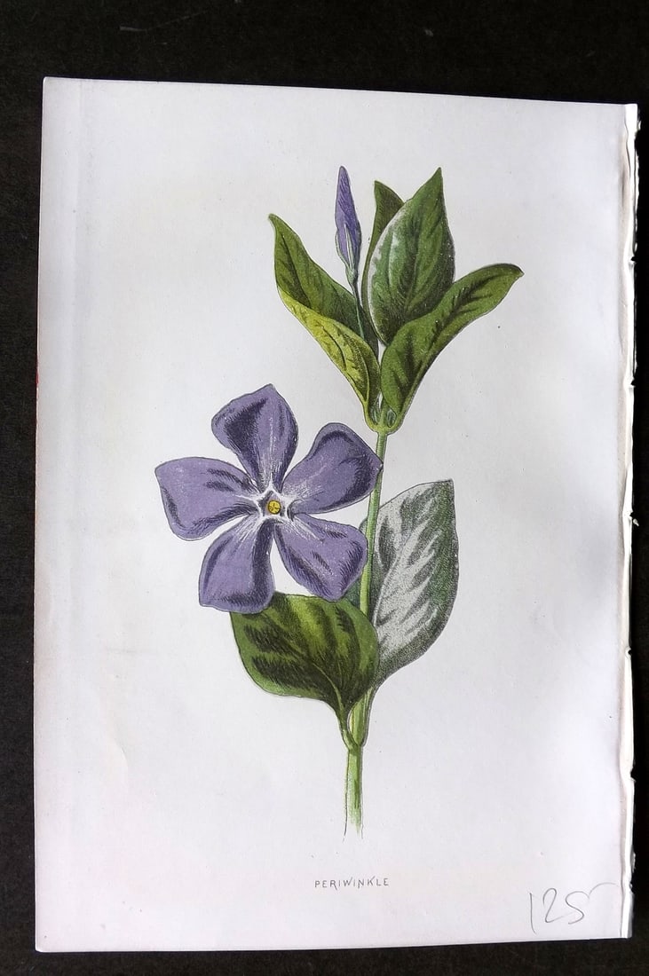 Hulme, F. Edward 1884 First Edition Botanical Print. Periwinkle: Chromolithograph Published 1878-84, London for "Familiar Wild Flowers" First Edition by F. Edward Hulme & Shirley Hibberd. Paper Size: 7.5 x 5 inch (19 x 13cm) Good Condition