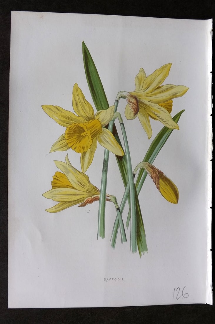 Hulme, F. Edward 1884 First Edition Botanical Print. Daffodil (1 of 1)