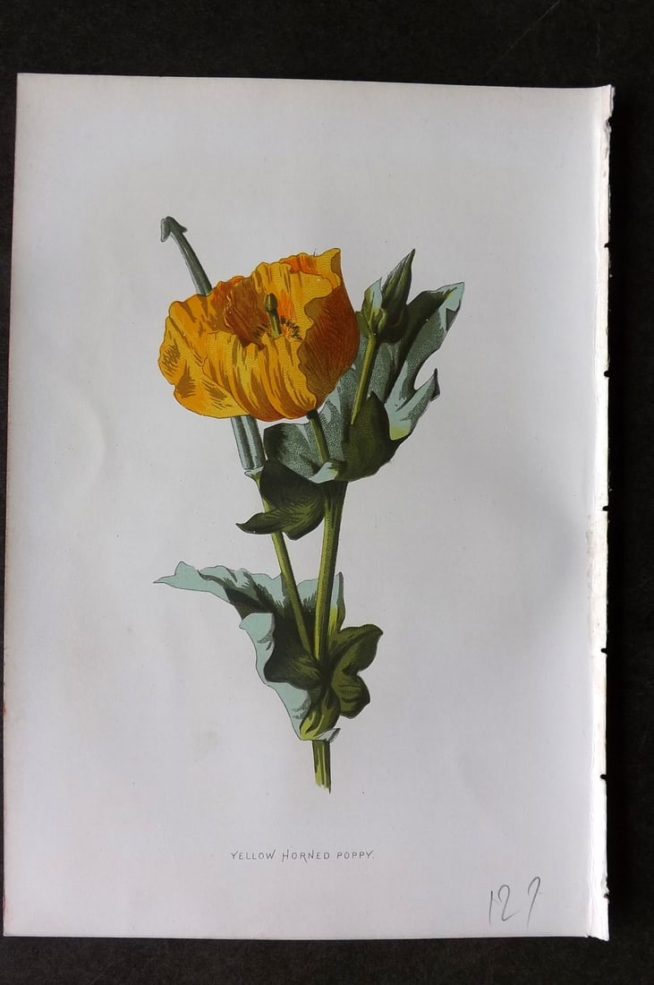Hulme, F. Edward 1884 First Edition Botanical Print. Yellow Horned Poppy (1 of 1)