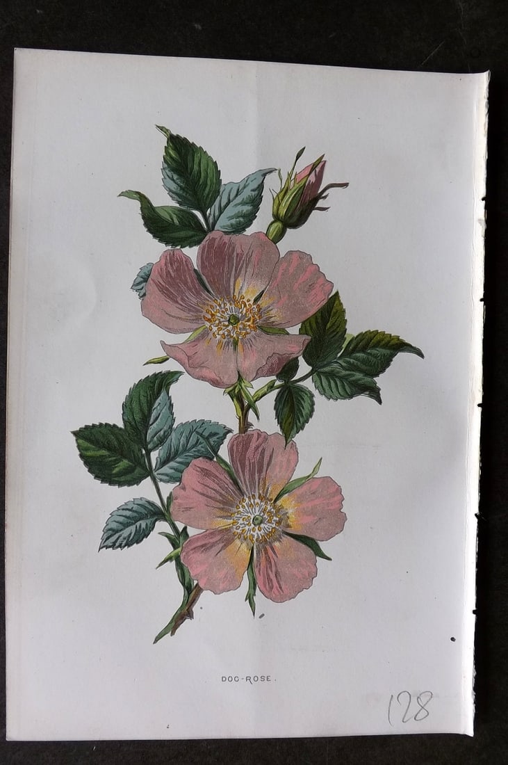 Hulme, F. Edward 1884 First Edition Botanical Print. Dog Rose (1 of 1)