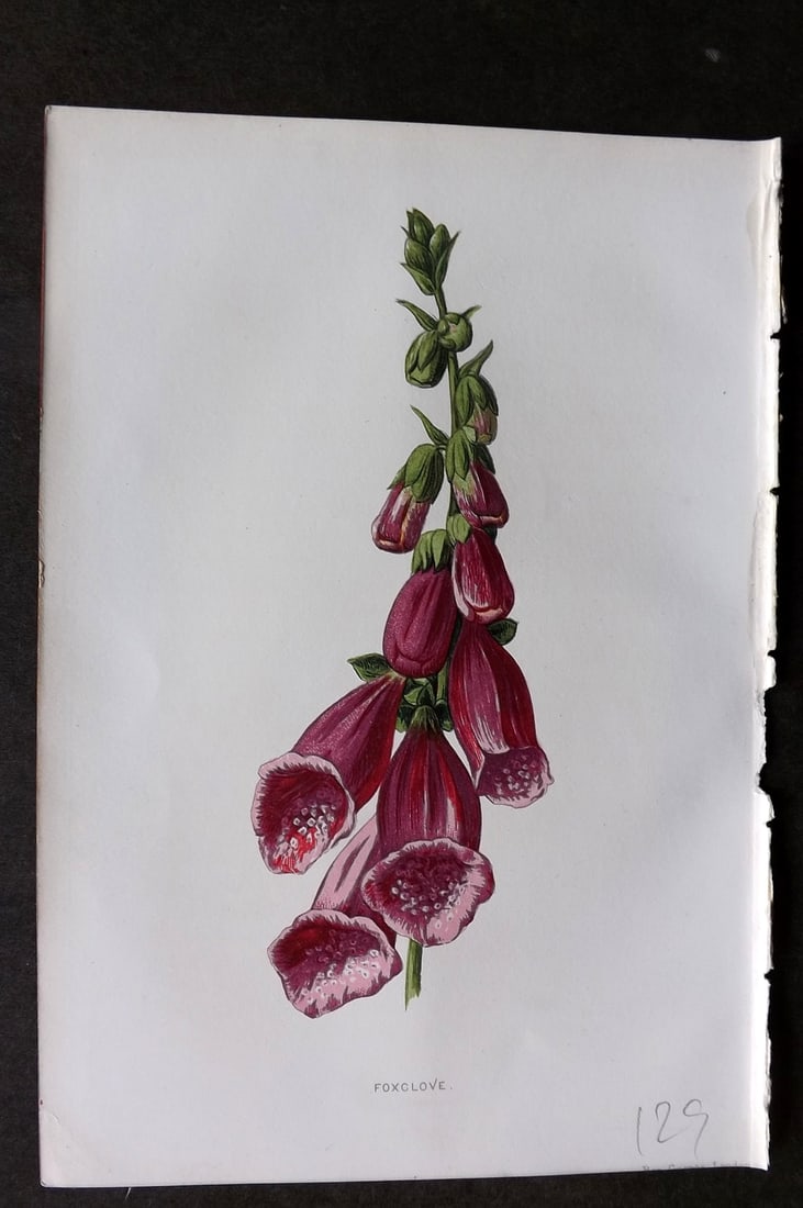 Hulme, F. Edward 1884 First Edition Botanical Print. Foxglove (1 of 1)