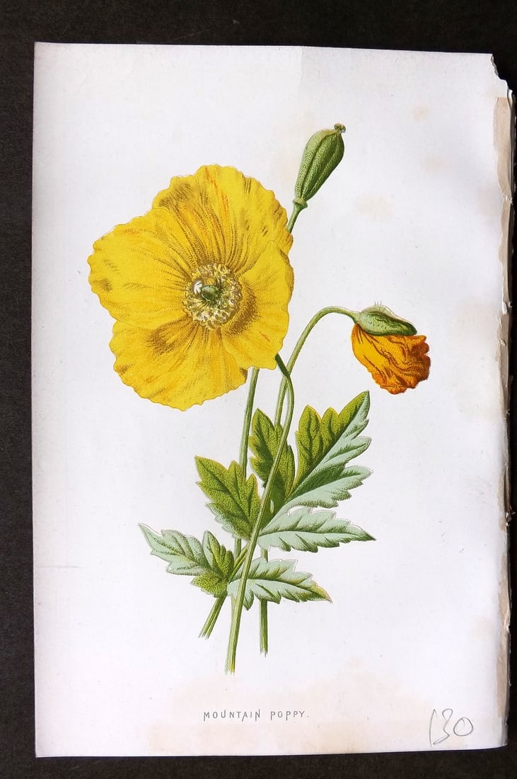 Hulme, F. Edward 1884 First Edition Botanical Print. Mountain Poppy (1 of 1)