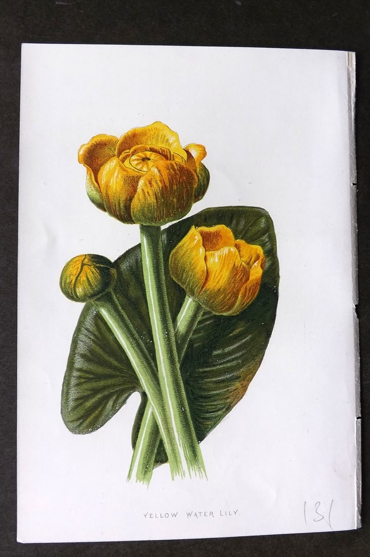 Hulme, F. Edward 1884 First Edition Botanical Print. Yellow Water Lily (1 of 1)