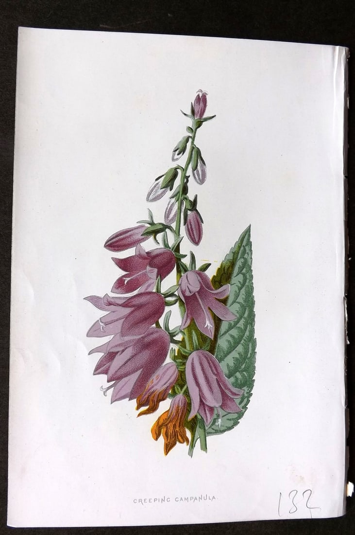 Hulme, F. Edward 1884 First Edition Botanical Print. Creeping Campanula (1 of 1)