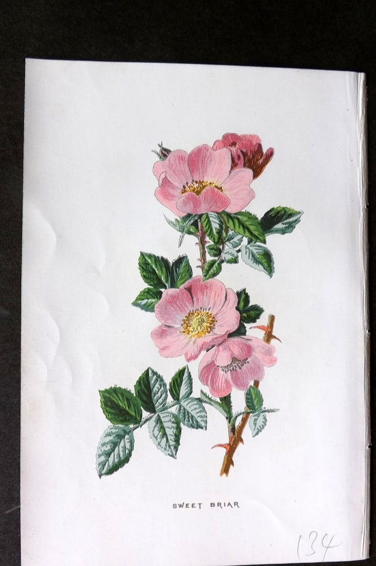 Hulme, F. Edward 1884 First Edition Botanical Print. Sweet Briar Rose (1 of 1)