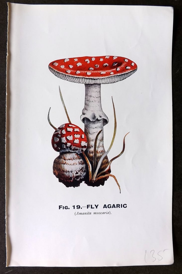MAFF 1926 Antique Mushroom Fungi Print. Fly Agaric 19: Vintage Offset Lithograph Published 1926, London for "Edible and Poisonous Fungi" by the Ministry of Agriculture & Fisheries (MAFF) Reverse side blank. Paper Size: 8.5 x 5.5 inch (22 x 14cm) Good Cond