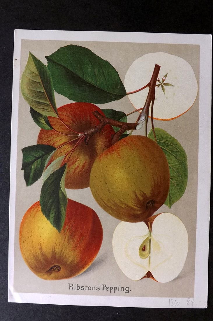 Muller, Johannes C1905 Fruit Print. Ribstons Pepping (1 of 1)
