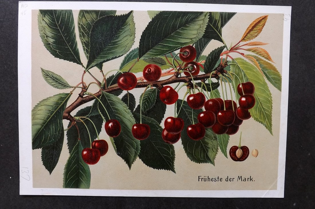 Muller, Johannes C1905 Fruit Print. Fruheste der Mark: Chromolithograph Published C1905, Stuttgart fot " Deutschlands Obstsorten" by Johannes Muller. Paper Size: 11.5 x 8 inch (29 x 21cm) Good Condition