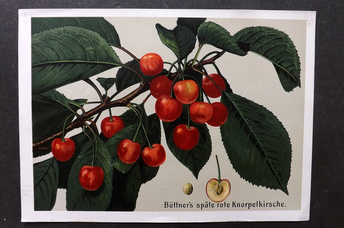Muller, Johannes C1905 Fruit Print. Buttner's Spate Rote Knorpelkirsche (1 of 1)