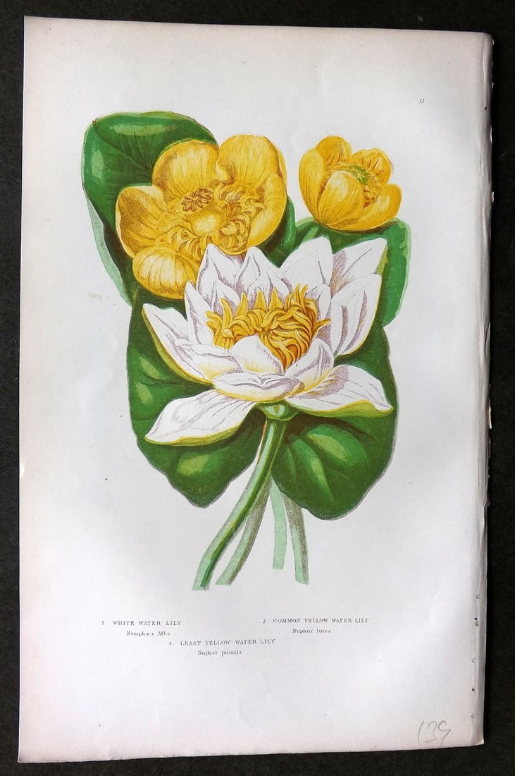 Pratt, Anne C1870 Botanical Print. Water Lily 11: Colour Printed Woodblock Published C1870, London for "The Flowering Plants, Grasses, Sedges & Ferns of Great Britain" by Anne Pratt. Paper Size: 9.5 x 6 inch (24 x 16cm) Good Condition