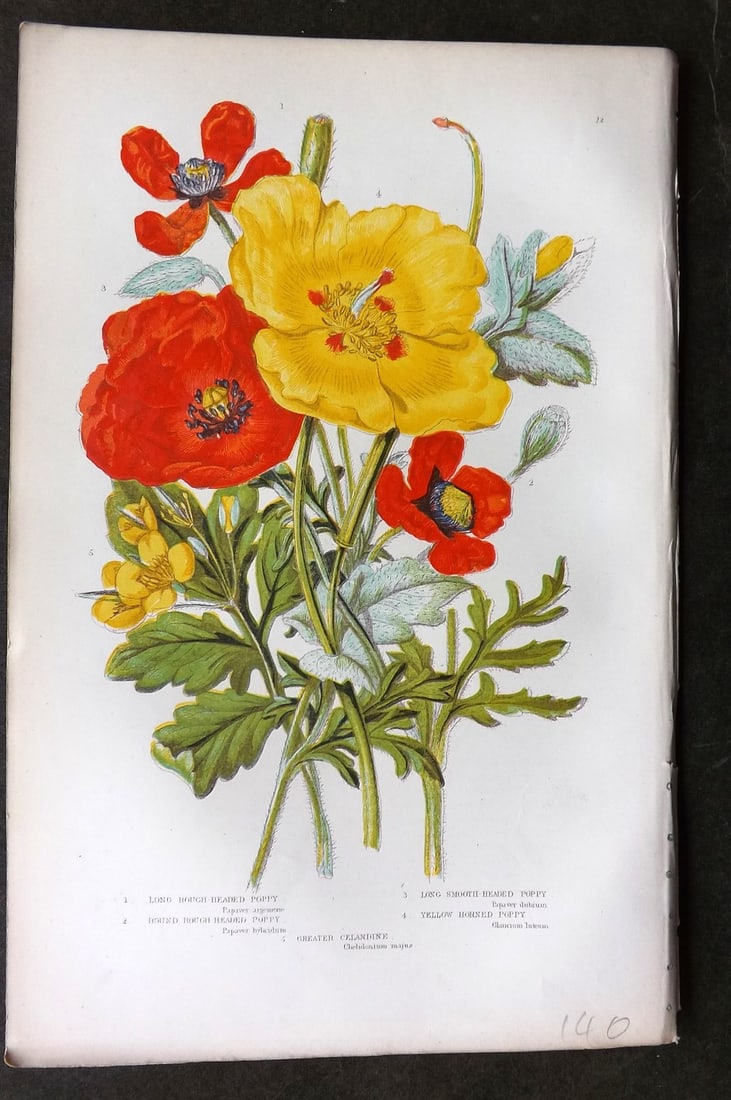 Pratt, Anne C1870 Botanical Print. Poppy Poppies 12: Colour Printed Woodblock Published C1870, London for "The Flowering Plants, Grasses, Sedges & Ferns of Great Britain" by Anne Pratt. Paper Size: 9.5 x 6 inch (24 x 16cm) Good Condition