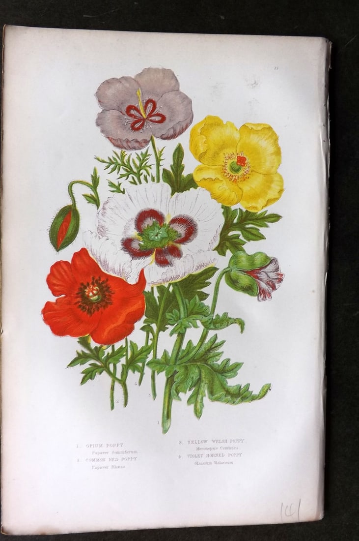 Pratt, Anne C1870 Botanical Print. Opium, Red Poppy Poppies 13 (1 of 1)