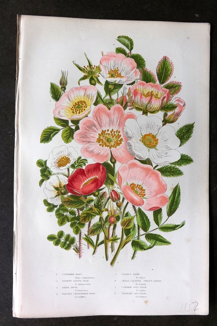 Pratt, Anne C1870 Botanical Print. Roses 71 (1 of 1)