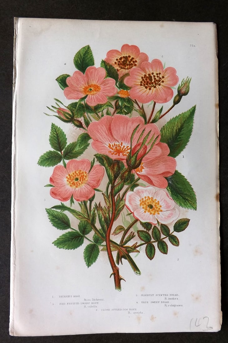 Pratt, Anne C1870 Botanical Print. Roses 71a (1 of 1)