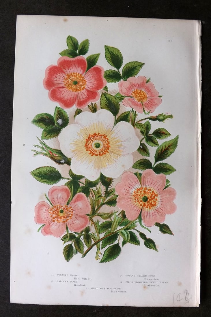 Pratt, Anne C1870 Botanical Print. Roses 71b (1 of 1)