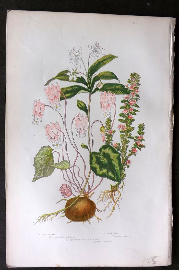Pratt, Anne C1870 Botanical Print. Cyclamen 169 (1 of 1)