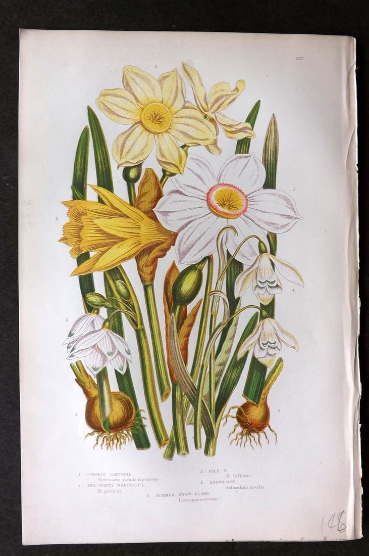 Pratt, Anne C1870 Botanical Print. Daffodils Narcissus 220: Colour Printed Woodblock Published C1870, London for "The Flowering Plants, Grasses, Sedges & Ferns of Great Britain" by Anne Pratt. Paper Size: 9.5 x 6 inch (24 x 16cm) Good Condition