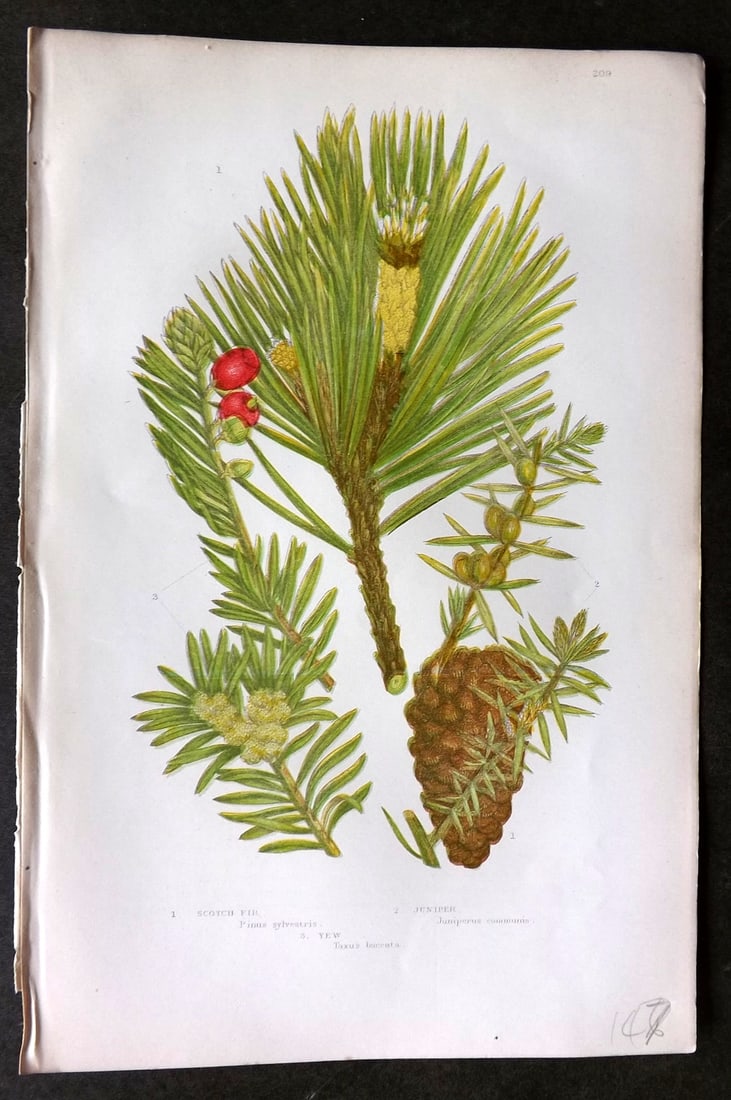 Pratt, Anne C1870 Botanical Print. Scotch Fir, Juniper Pine Cone 209 (1 of 1)
