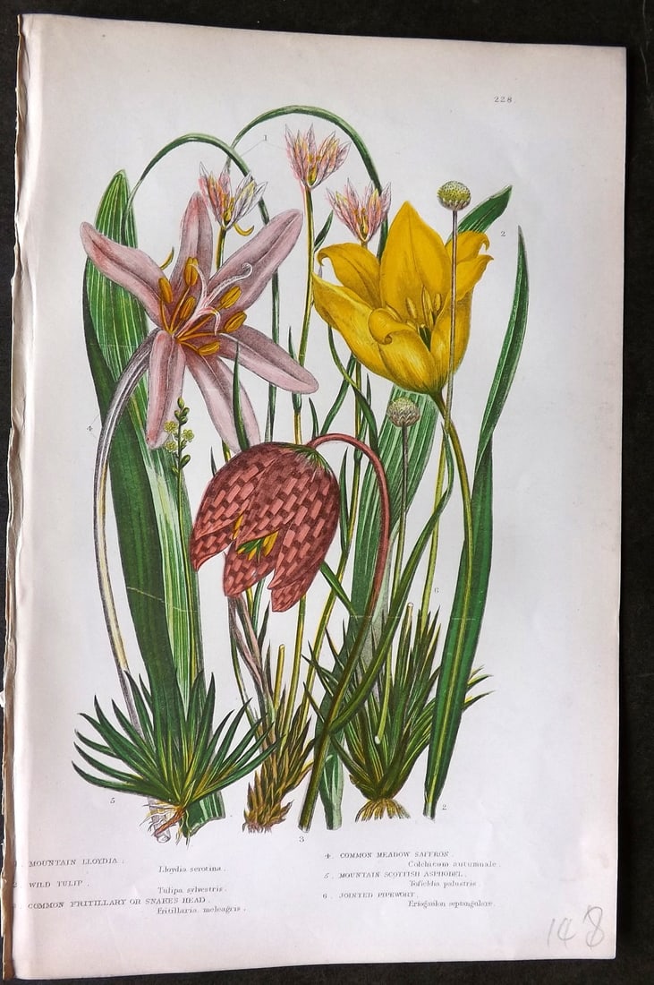Pratt, Anne C1870 Botanical Print. Tulip, Fritillary, Meadow Saffron 228 (1 of 1)