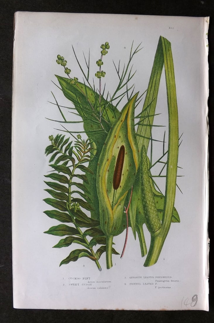 Pratt, Anne C1870 Botanical Print. Cuckoo Pint, Pondweed 235 (1 of 1)