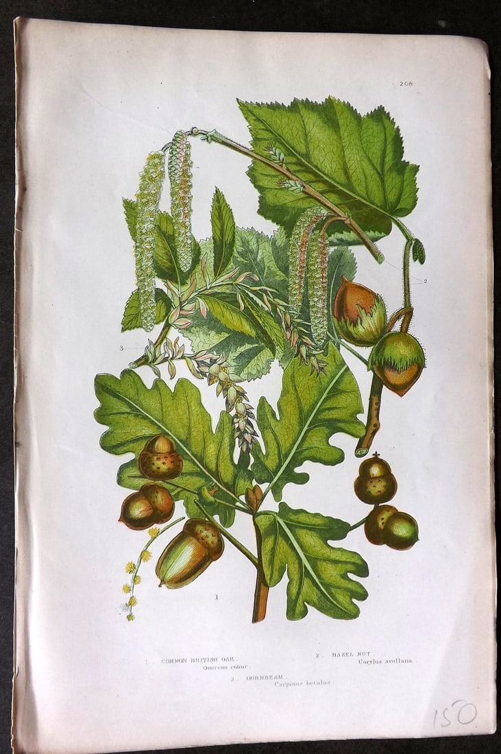 Pratt, Anne C1870 Botanical Print. Acorn British Oak, Hazel Nut, Hornbeam 208: Colour Printed Woodblock Published C1870, London for "The Flowering Plants, Grasses, Sedges & Ferns of Great Britain" by Anne Pratt. Paper Size: 9.5 x 6 inch (24 x 16cm) Good Condition
