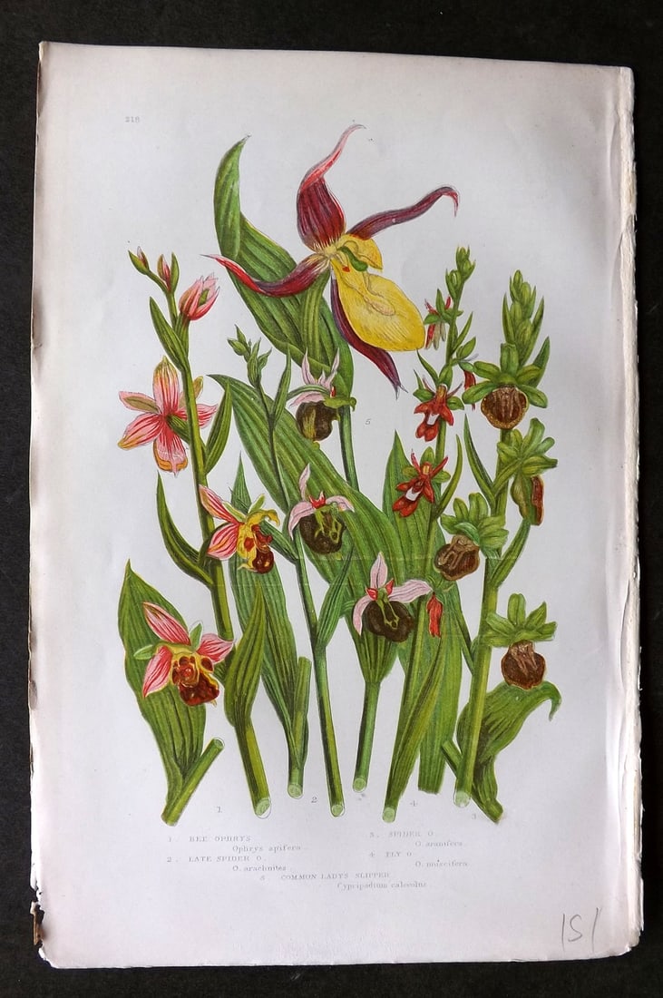 Pratt, Anne C1870 Botanical Print. Orchids, Lady's Slipper etc 218: Colour Printed Woodblock Published C1870, London for "The Flowering Plants, Grasses, Sedges & Ferns of Great Britain" by Anne Pratt. Paper Size: 9.5 x 6 inch (24 x 16cm) Good Condition