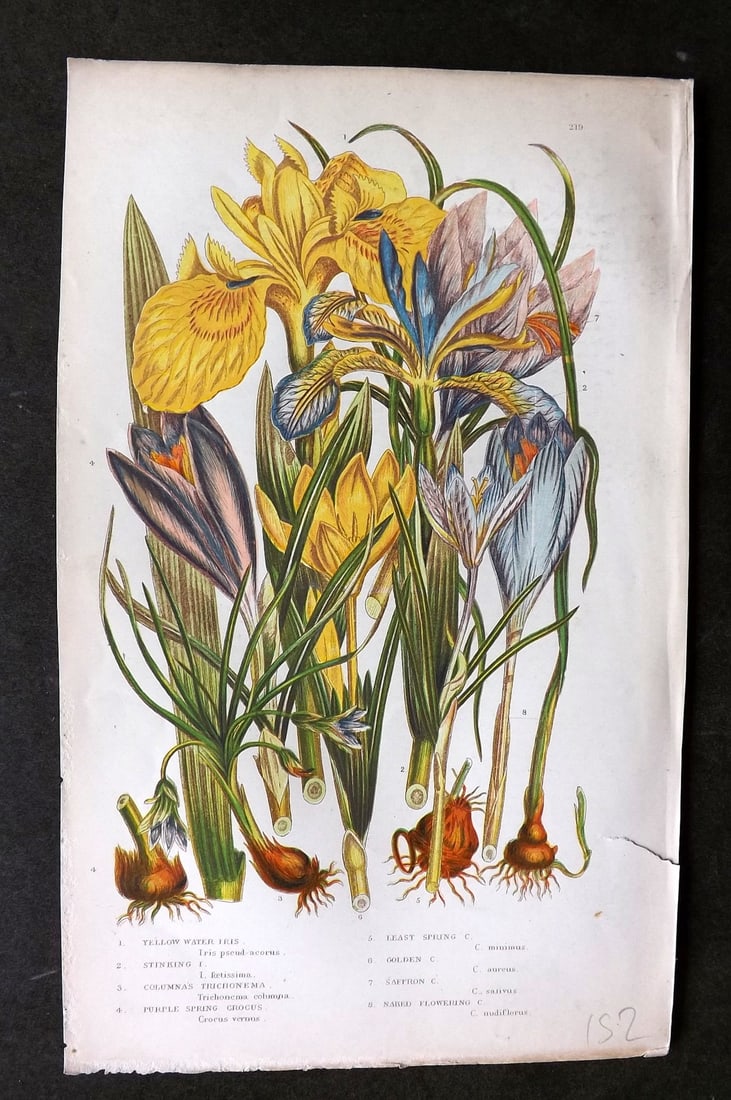 Pratt, Anne C1870 Botanical Print. Irises & Crocus 219 (1 of 1)