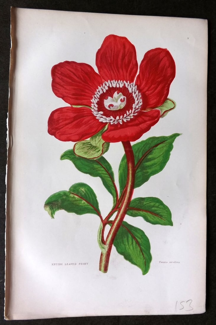 Pratt, Anne C1870 Botanical Print. Peony 09: Colour Printed Woodblock Published C1870, London for "The Flowering Plants, Grasses, Sedges & Ferns of Great Britain" by Anne Pratt. Paper Size: 9.5 x 6 inch (24 x 16cm) Good Condition