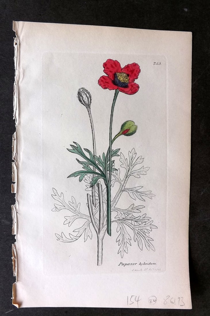 Sowerby, James C1840 Part HCol Botanical Print. Rough Poppy 753 (1 of 1)