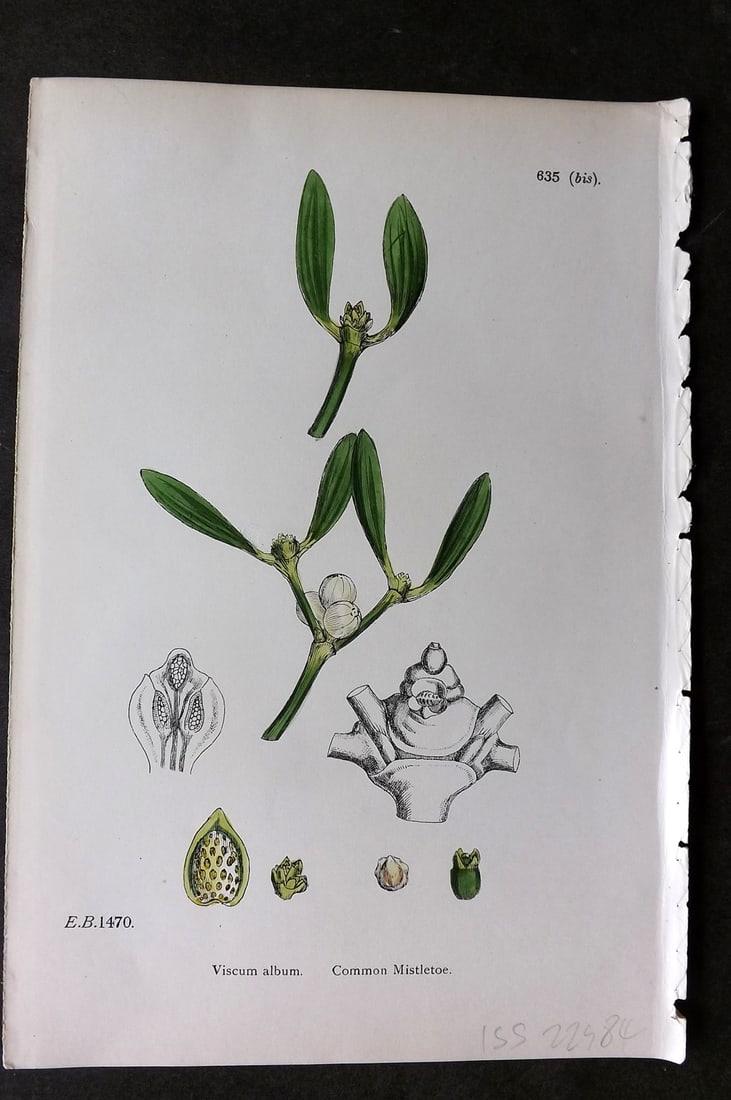 Sowerby, James C1880 Hand Col Botanical Print. Common Mistletoe 635* (1 of 1)