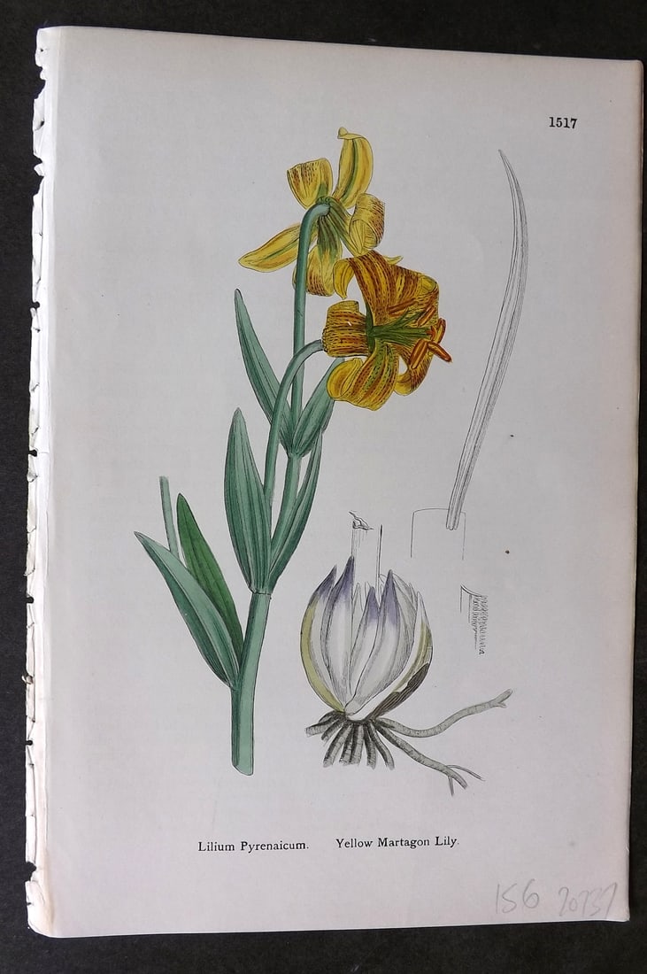 Sowerby, James C1880 Hand Col Botanical Print. Yellow Martagon Lily 1517 (1 of 1)