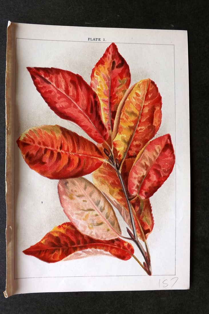 Weathers, John 1903 Botanical Print. Amelanchier Canadensis 01: Chromolithograph Published 1903, London for "Beautiful Flowering Trees and Shrubs for British and Irish Gardens" by John Weathers. Illustrated by John Allen. Paper Size: 8 x 5.5 inch (20 x 14cm) Good 