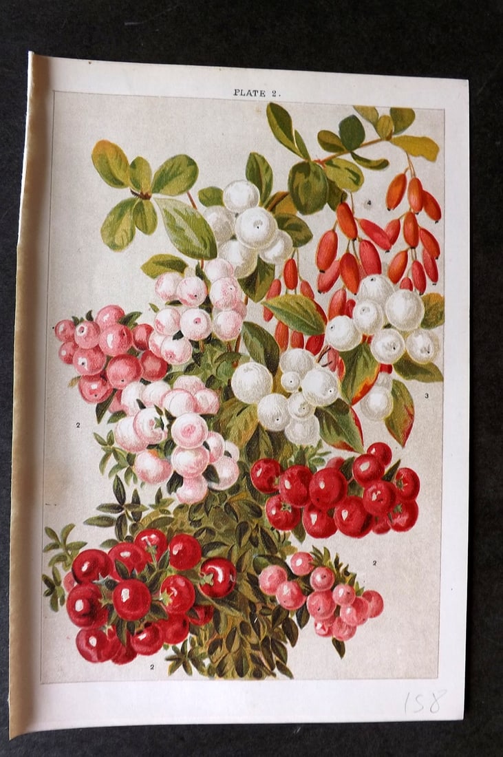 Weathers, John 1903 Botanical Print. Pernettya, Symphoricarpus, Berberis 02 (1 of 1)